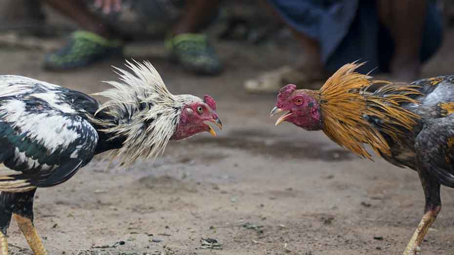 How to Care for Fighting Roosters Properly