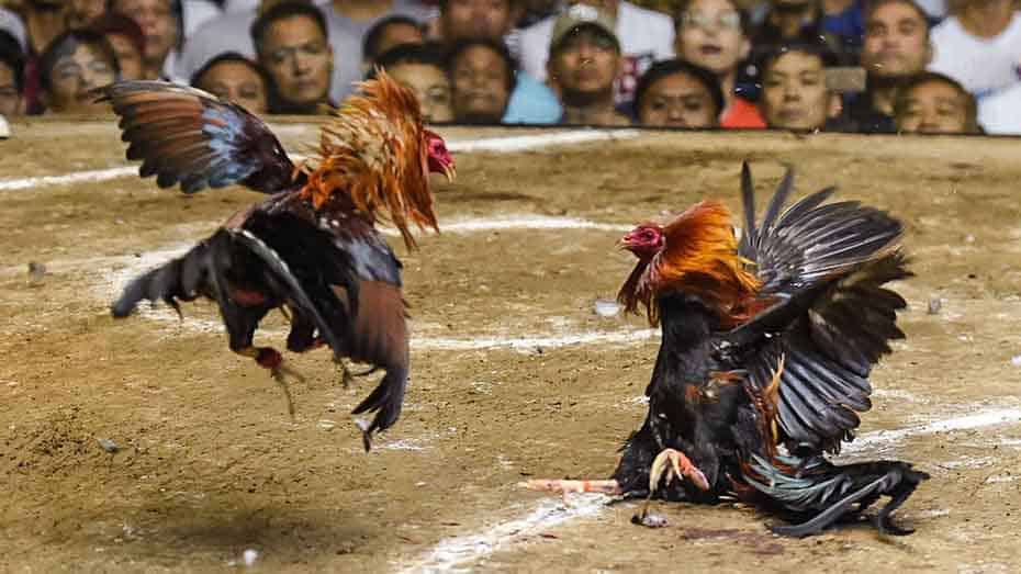 Legality of Live Online Cockfighting in the Philippines