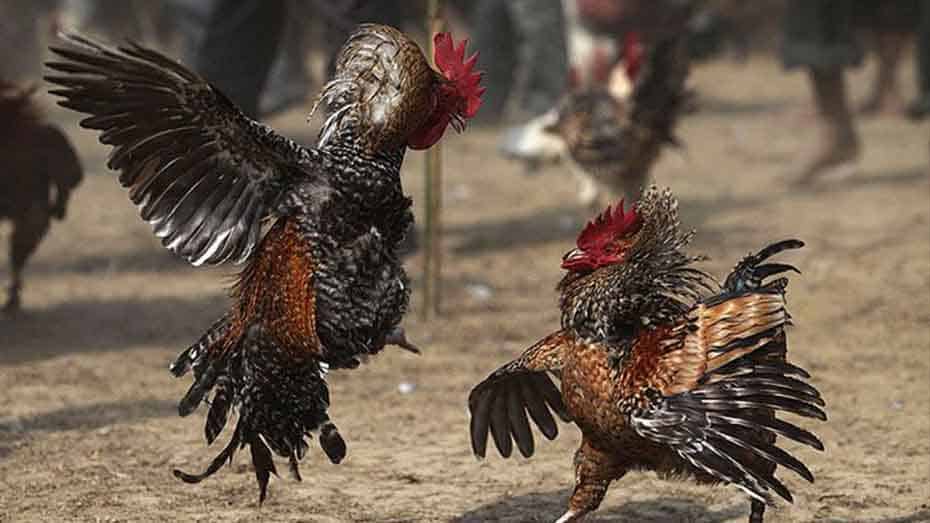 Researching Roosters and Breeds for Successful Online Sabong Betting