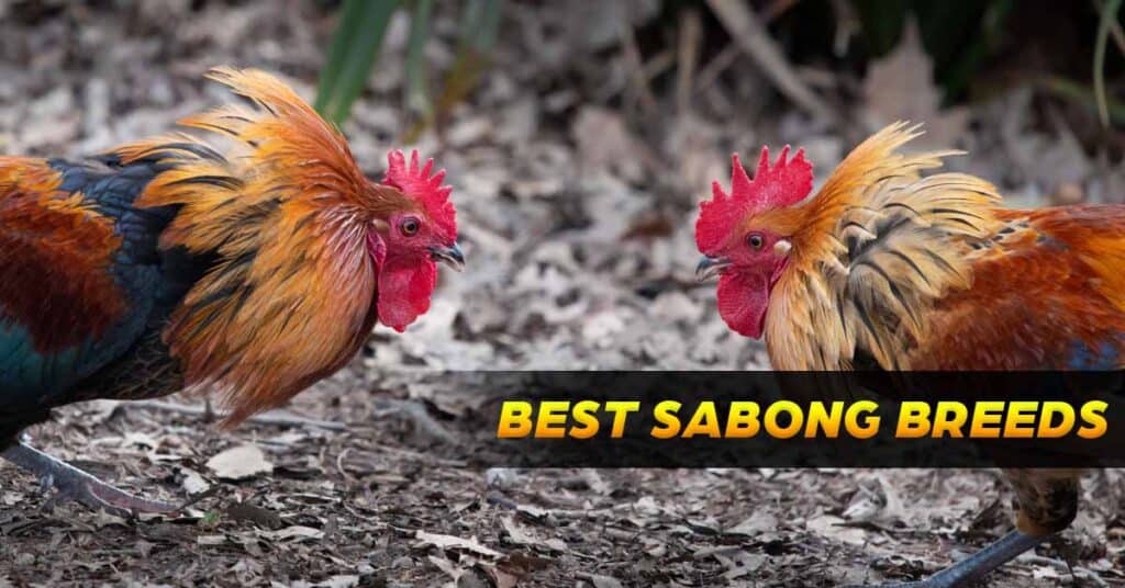 featured images best sabong breeds