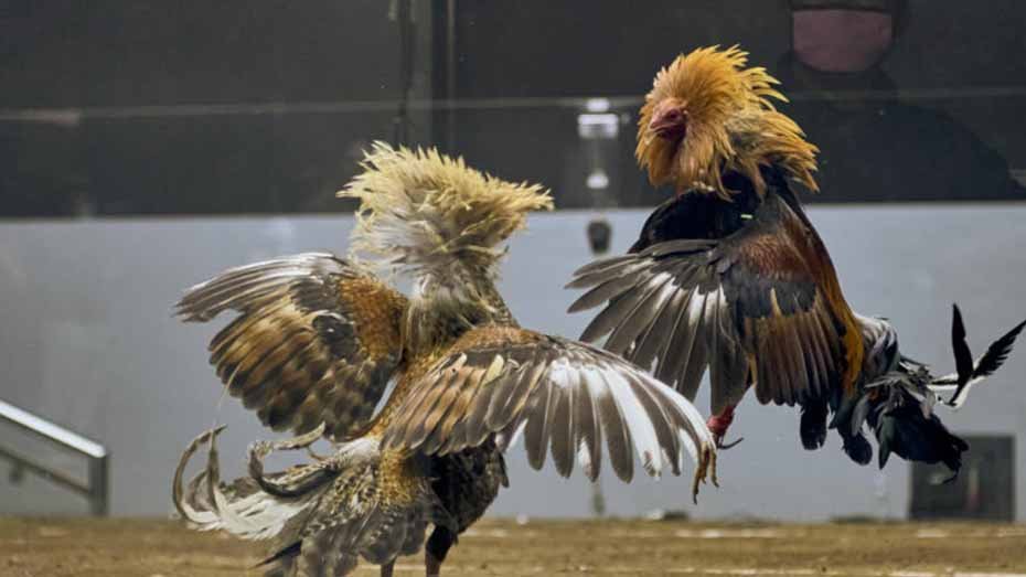 A Brief Overview of Sabong - A Traditional Bloodsport