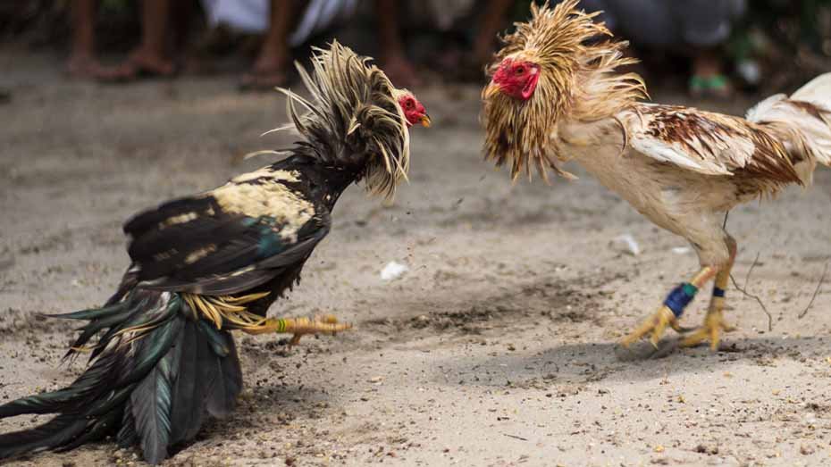 Stay Updated on Live Online Cockfighting by Pagcor